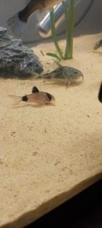 2 Corydoras, Dieren en Toebehoren, Vis, Zoetwatervis, Schoolvis