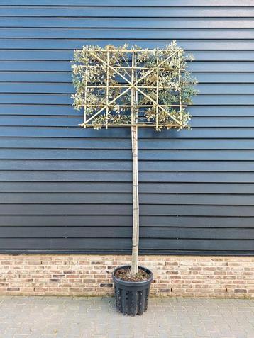 Steeneik Quercus Ilex Hoogstam / Leiboom🌿 groenblijvend beschikbaar voor biedingen