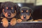 Rottweiler pups, Dieren en Toebehoren, 8 tot 15 weken, Meerdere, Meerdere dieren, Rottweiler