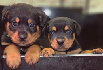 Rottweiler pups  beschikbaar voor biedingen
