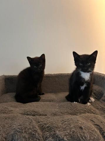 Noorse boskat kittens beschikbaar voor biedingen