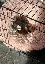 chihuahua pups, Dieren en Toebehoren, Honden | Chihuahua's en Gezelschapshonden, België, Fokker | Hobbymatig, 8 tot 15 weken, Meerdere