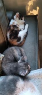 Kittens, een mooi driekleur en een lichte schildpad kleurige, Dieren en Toebehoren, Katten en Kittens | Overige Katten, Meerdere dieren
