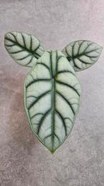 Alocasia Silver Dragon, Ophalen of Verzenden, Halfschaduw, Minder dan 100 cm