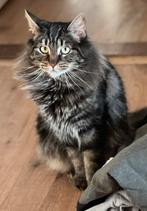Liefdevol thuis voor Coco en Kiko, Dieren en Toebehoren, Meerdere dieren, Ontwormd, 3 tot 5 jaar