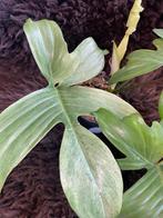 Philodendron Florida Ghost #3, Overige soorten, Minder dan 100 cm, Groene kamerplant, Halfschaduw