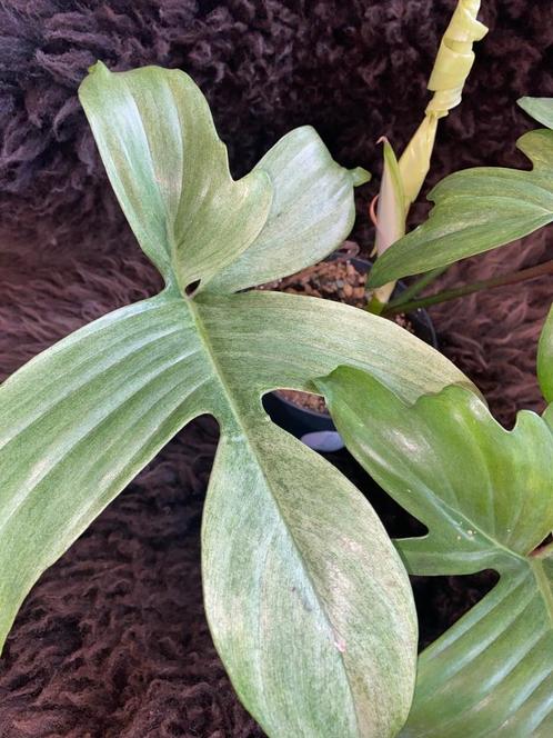 Philodendron Florida Ghost #3, Huis en Inrichting, Kamerplanten, Overige soorten, Minder dan 100 cm, Groene kamerplant, Halfschaduw