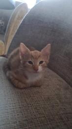 Lieve  kittens 8 weken oud, Dieren en Toebehoren, Katten en Kittens | Raskatten | Korthaar, Meerdere dieren, Ontwormd, 0 tot 2 jaar