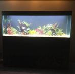 aquarium 430 liter, Dieren en Toebehoren, Ophalen, Gebruikt, Leeg aquarium