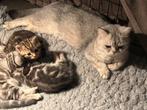Half britse korthaar katertjes, Dieren en Toebehoren, Katten en Kittens | Raskatten | Korthaar, Kater, Gechipt, 0 tot 2 jaar