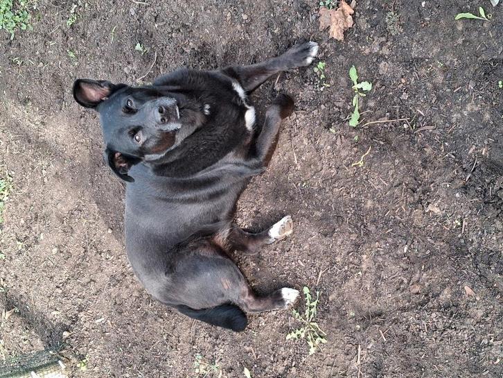 SALLY

Teefje gesteriliseerd 
Bijna 6 jaar
Mix Ras, Dieren en Toebehoren, Honden | Niet-rashonden, Middel, Teef, Particulier, Eén hond