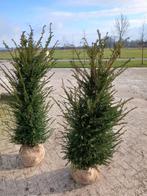 Taxus baccata | Haag planten, Tuin en Terras, Planten | Struiken en Hagen, Ophalen, Taxus, Haag, 100 tot 250 cm