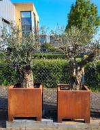 2 Olijfbomen in cortenstaal bloembakken, Tuin en Terras, In pot, Olijfboom, Halfschaduw, Bloeit niet