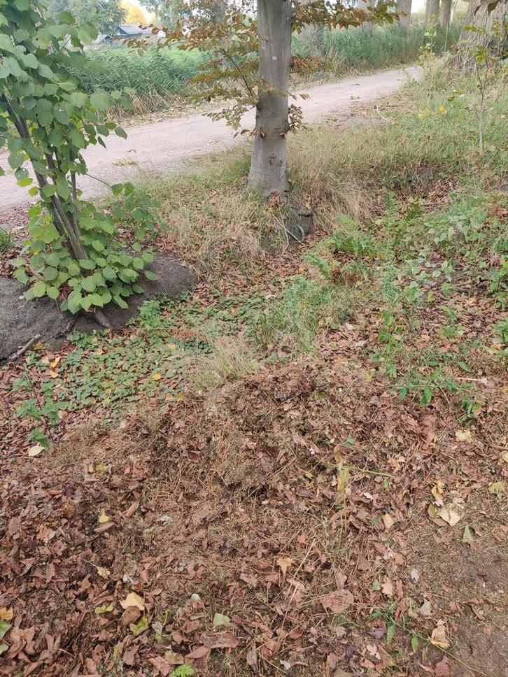 Gratis zand storten - Zwart of geel zand gezocht!, Tuin en Terras, Planten | Tuinplanten, Overige soorten, Volle zon, Ophalen