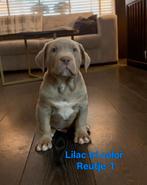 bully xl pups tri color en merle, Overige rassen, CDV (hondenziekte), 8 tot 15 weken, Meerdere