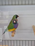 Gouldamadine kweek koppel, Meerdere dieren, Tropenvogel, Geringd