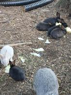 jonge vlaamse reuzen, Dieren en Toebehoren, Meerdere dieren, Groot, 0 tot 2 jaar