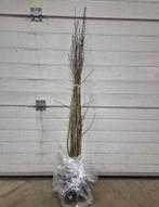 Meidoorn 80-100, Ophalen of Verzenden, Overige soorten, Minder dan 100 cm