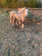 Tekoop mooi span schimmels merries ander halfjaarjaar, Dieren en Toebehoren, Merrie