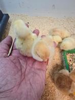 Mooie Cochin kriel kuikens,  Rood Wit Gepareld, Geslacht onbekend, Kip