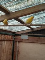 Zangkanarie ( waterslager) vrouwtjes en mannen kleur geel., Vrouwelijk, Zangkanarie