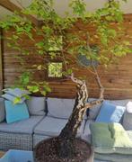 Berk Betula pre bonsai, Ophalen, Overige soorten, Minder dan 100 cm