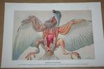 Antieke kleurenlitho - Anatomie van een duif - Ca 1900 !!, Verzamelen, Foto's en Prenten, Gebruikt, Ophalen of Verzenden