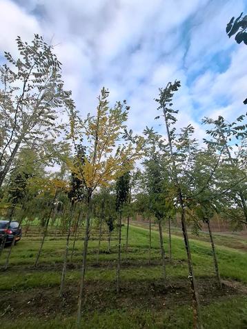 mooi styphnolobium japonicum boom beschikbaar voor biedingen