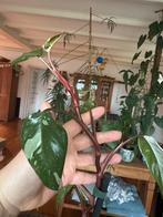 Philodendron Red Anderson, Huis en Inrichting, Kamerplanten, Ophalen of Verzenden, Halfschaduw, Minder dan 100 cm
