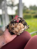3 sabelpoothaantjes en 1 zijdehoen haantje, Dieren en Toebehoren, Pluimvee, Mannelijk, Kip
