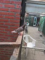 Te koop  koppel  kleurpostduiven, Meerdere dieren