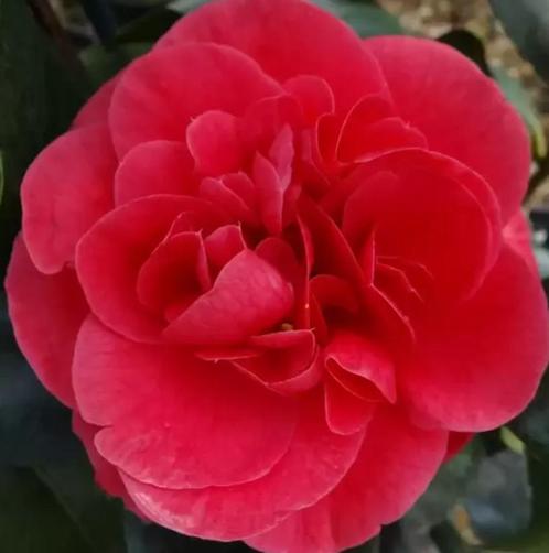 Camelia Lady Campbell ca. 50 cm, Tuin en Terras, Planten | Struiken en Hagen, Struik, Overige soorten, Minder dan 100 cm, Ophalen of Verzenden