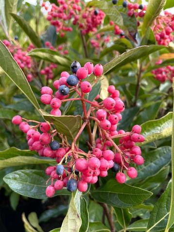 Rijk Besdragende Sneeuwbal Soort / Viburnum Nudum beschikbaar voor biedingen
