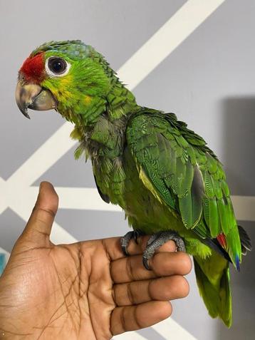 Onwijstamme & schattige baby Amazone papegaai! beschikbaar voor biedingen