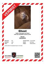VERMIST WITTE KATER, Dieren en Toebehoren