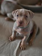 🐾 Prachtige Lilac Tri Color Bully XL reutjes🐾, 8 tot 15 weken, Meerdere, Nederland, Particulier