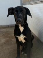 ACE: Dilan is een actieve jongen, Particulier, 15 weken tot 1 jaar, Reu, Buitenland