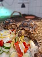 Sulcata / Sporenschildpadden, Dieren en Toebehoren, Schildpad, Tam, 0 tot 2 jaar