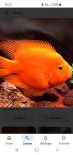 gevraagd papagaai cichliden, Vis