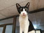 Jarela, Viento, 12-2-2025 gered uit een kas, Dieren en Toebehoren, Katten en Kittens | Overige Katten, Kater, Kortharig, 0 tot 2 jaar
