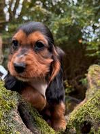 Beeldschone Cockapoo pups! Meerdere kleuren, Dieren en Toebehoren, Honden | Chihuahua's en Gezelschapshonden, Nederland, Overige rassen