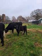 Black angus vaarskalf, Dieren en Toebehoren, Runderen, Mannelijk