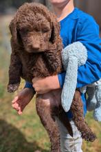 Labradoodle pups (labrador x labradoodle f5) pups mogen weg!, Dieren en Toebehoren, Rabiës (hondsdolheid), 8 tot 15 weken, Labrador retriever