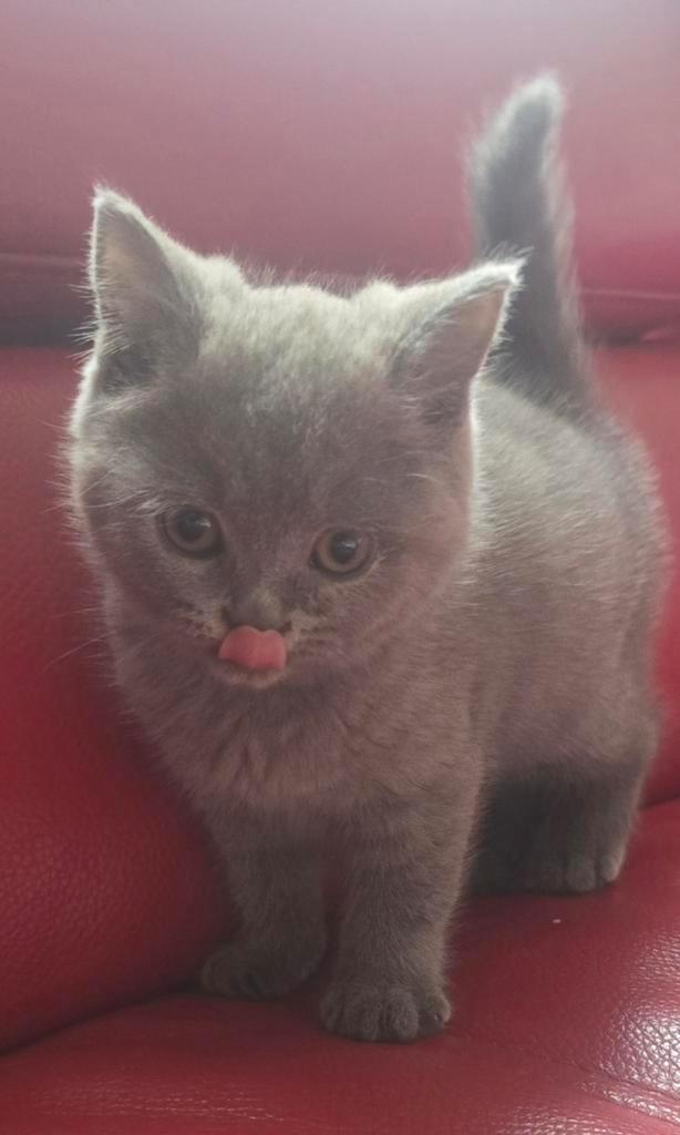 Britse korthaar raszuivere kittens 8 weeken, Dieren en Toebehoren, Katten en Kittens | Raskatten | Korthaar, Meerdere dieren