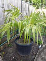 Palmboom trachycarpus fortunei, Tuin en Terras, Planten | Bomen, In pot, Minder dan 100 cm, Volle zon, Ophalen