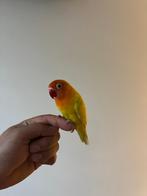 Te koop: Dwergpapegaai – geboren januari 2025, Dieren en Toebehoren, Vogels | Parkieten en Papegaaien, Geslacht onbekend, Dwergpapegaai of Agapornis