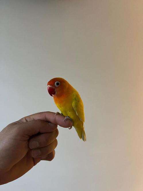 Te koop: Dwergpapegaai – geboren januari 2025, Dieren en Toebehoren, Vogels | Parkieten en Papegaaien, Dwergpapegaai of Agapornis