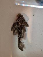 Hypancistrus L136 A en B, Dieren en Toebehoren, Vis