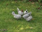 Hollandse kriel Parelgrijs hennen, Dieren en Toebehoren, Pluimvee, Vrouwelijk, Kip