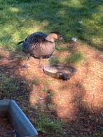 Hawaï gans, Dieren en Toebehoren, Geslacht onbekend, Gans of Zwaan